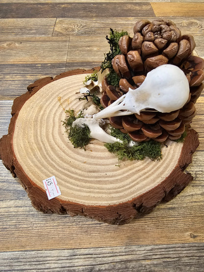 Beautiful wooden plate with Pinecone, Bird Skull & Vertebrae