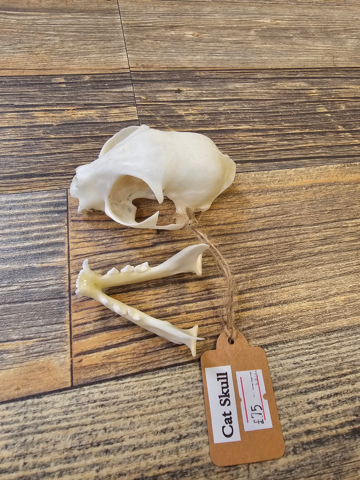 Cats Skull with Full Jawbone