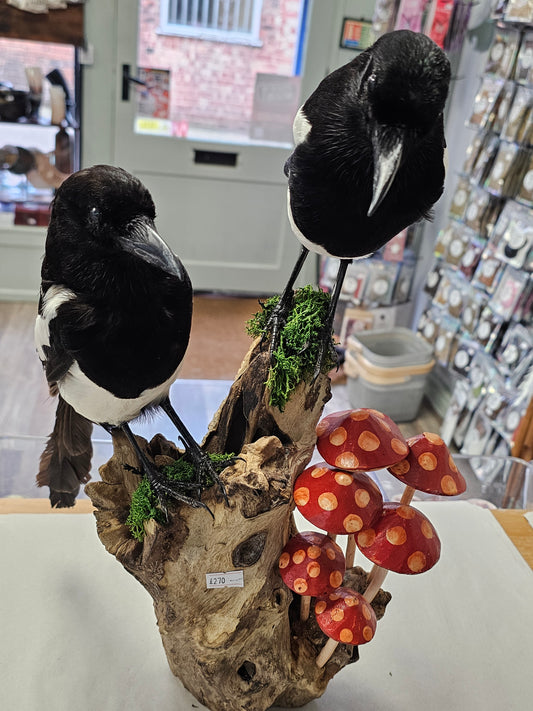 Beautiful Double Magpie Taxidermy Piece