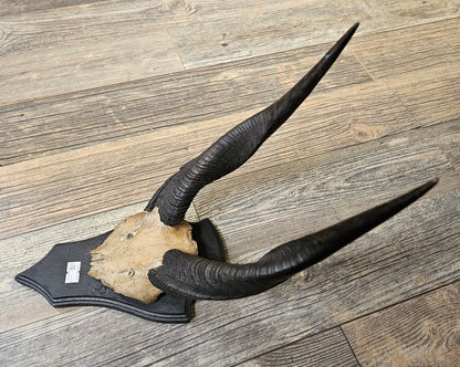 Deer Horns on wall mount