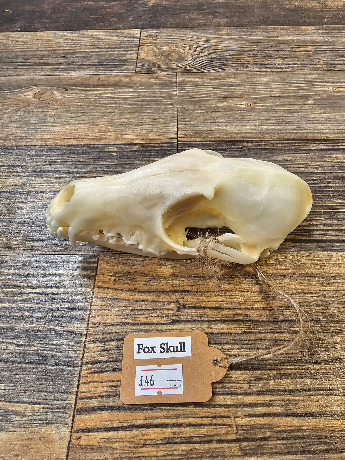 Fox Skull with Full Jawbone