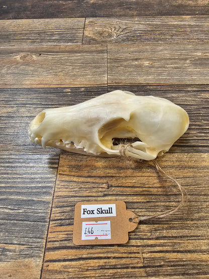 Fox Skull with Full Jawbone