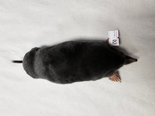 Taxidermy Mole