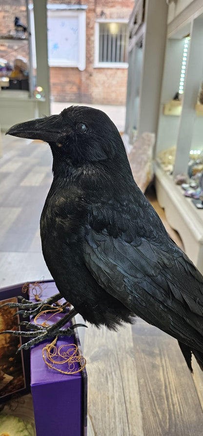 Crow taxidermy on a oracle deck.