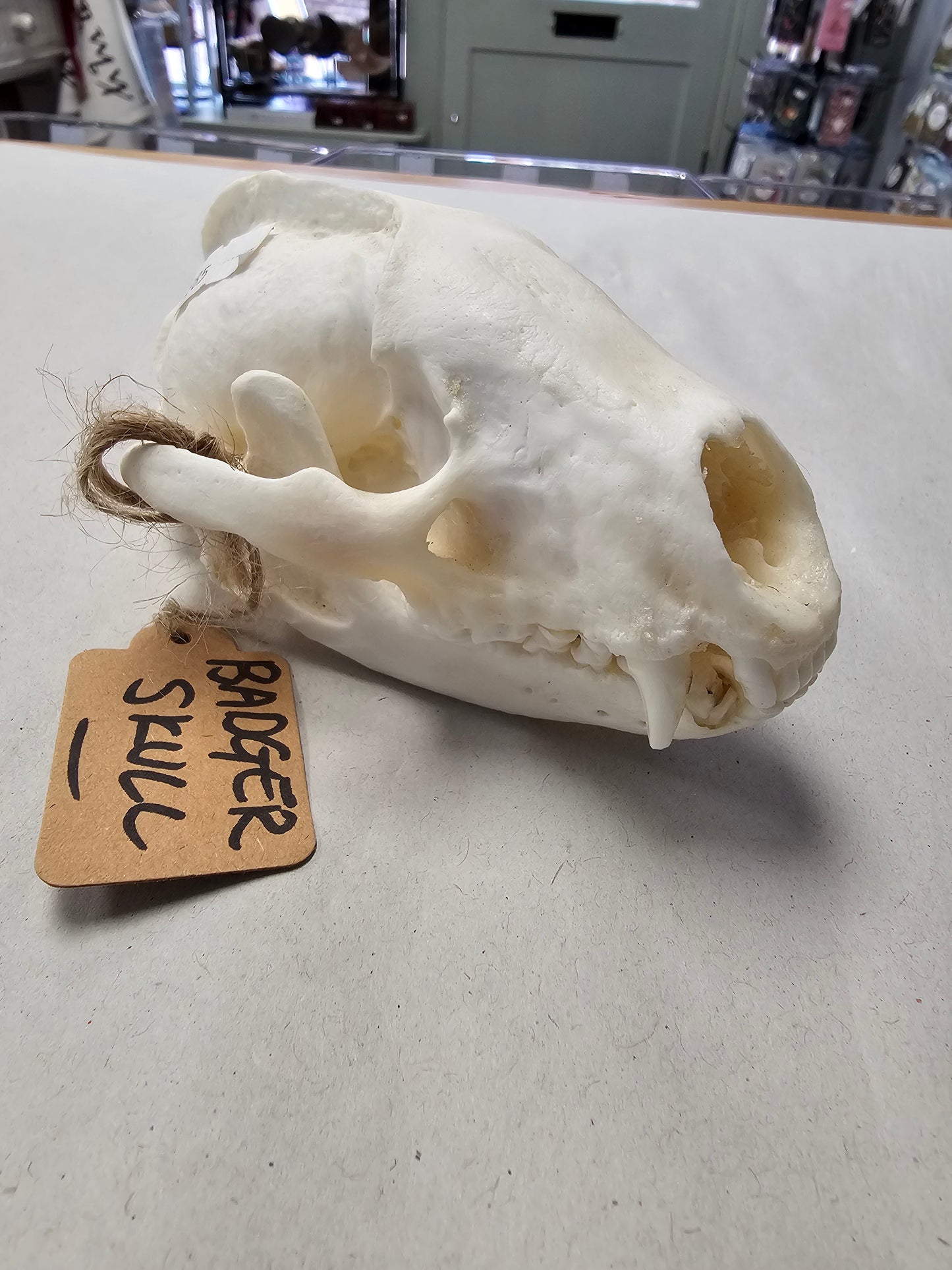 Badger Skull with Full Jawbone