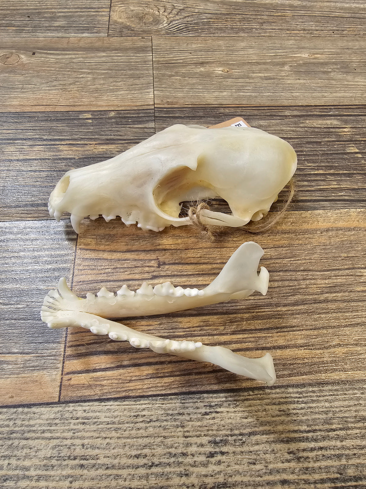 Fox Skull with Full Jawbone