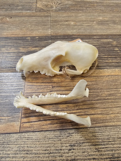 Fox Skull with Full Jawbone