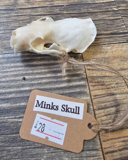 Minks Skull with Full Jawbone