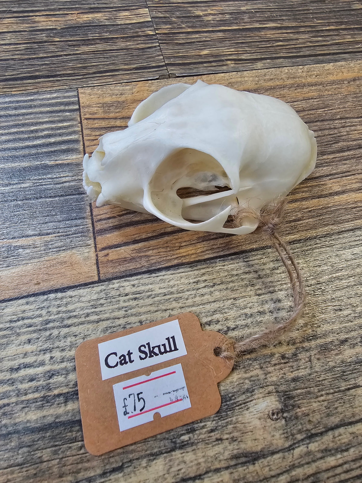 Cats Skull with Full Jawbone
