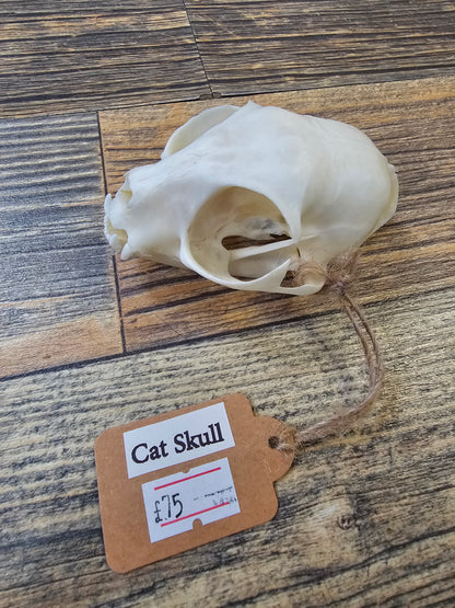 Cats Skull with Full Jawbone