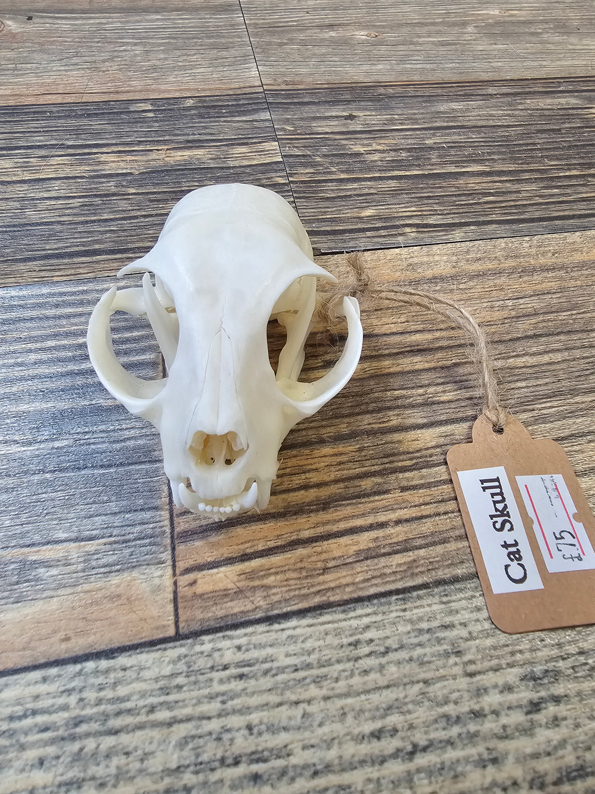 Cats Skull with Full Jawbone