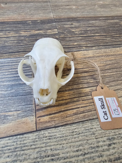 Cats Skull with Full Jawbone