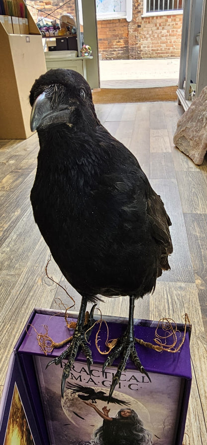 Crow taxidermy on a oracle deck.