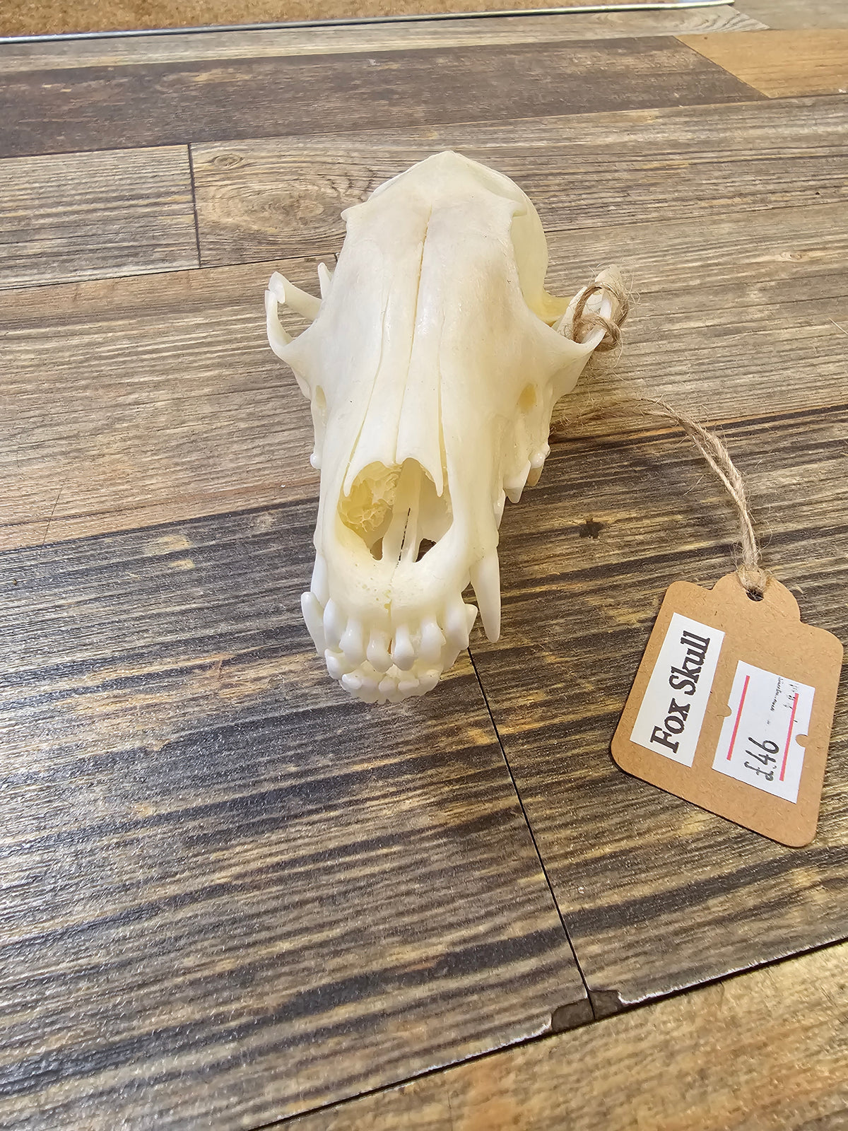Fox Skull with Full Jawbone