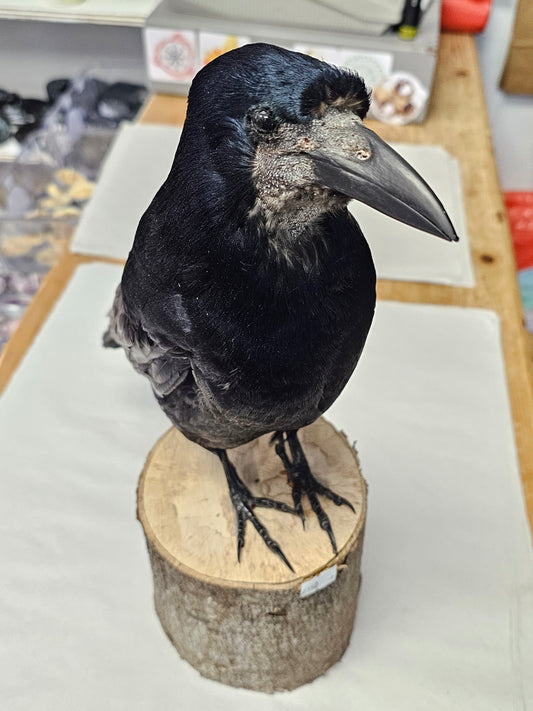 Beautiful Taxidermy Rook on Log