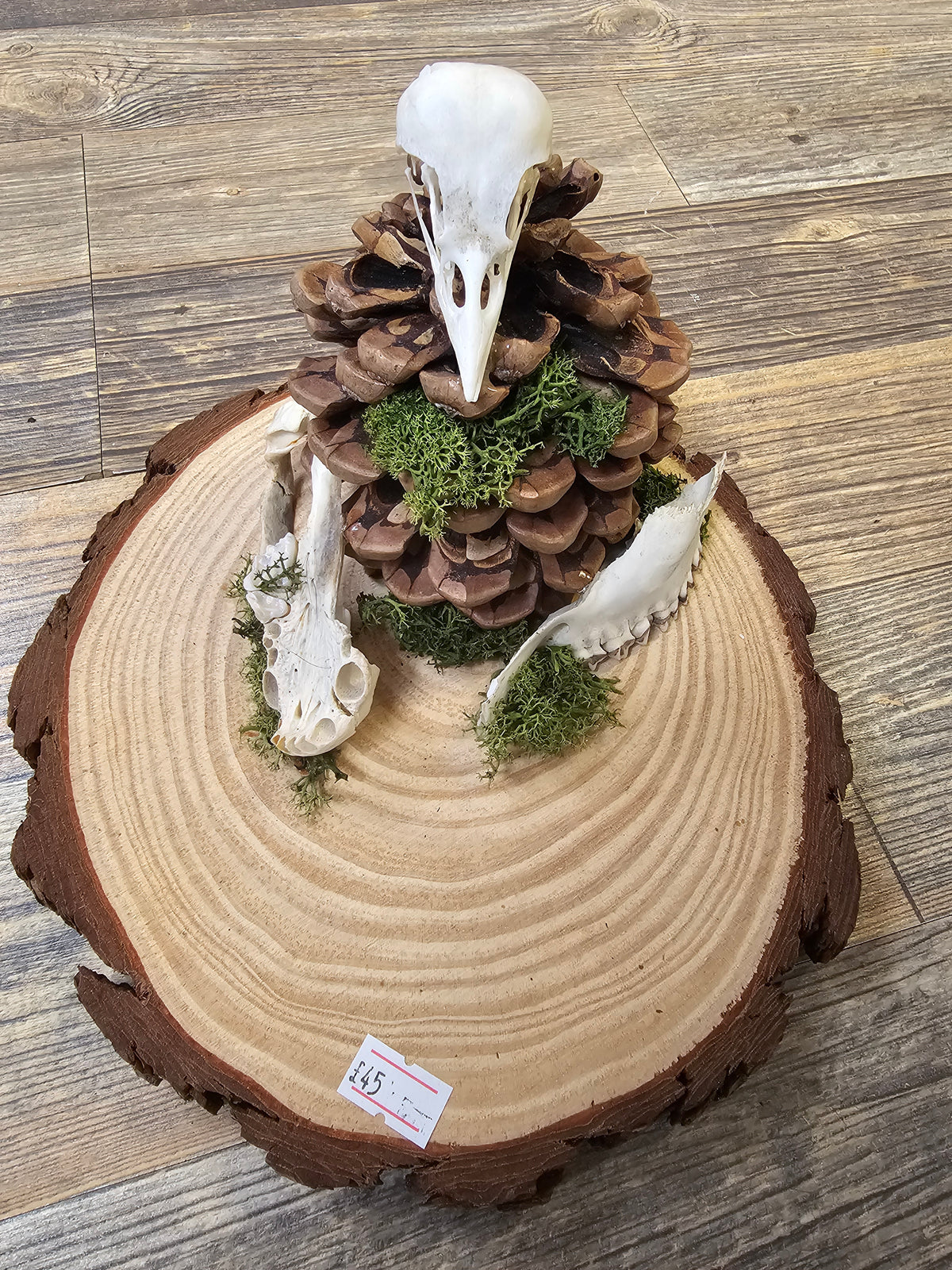 Beautiful wooden plate with Pinecone, Bird Skull & Jawbones