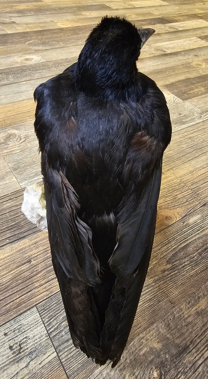 Beautiful Rook mounted on stone