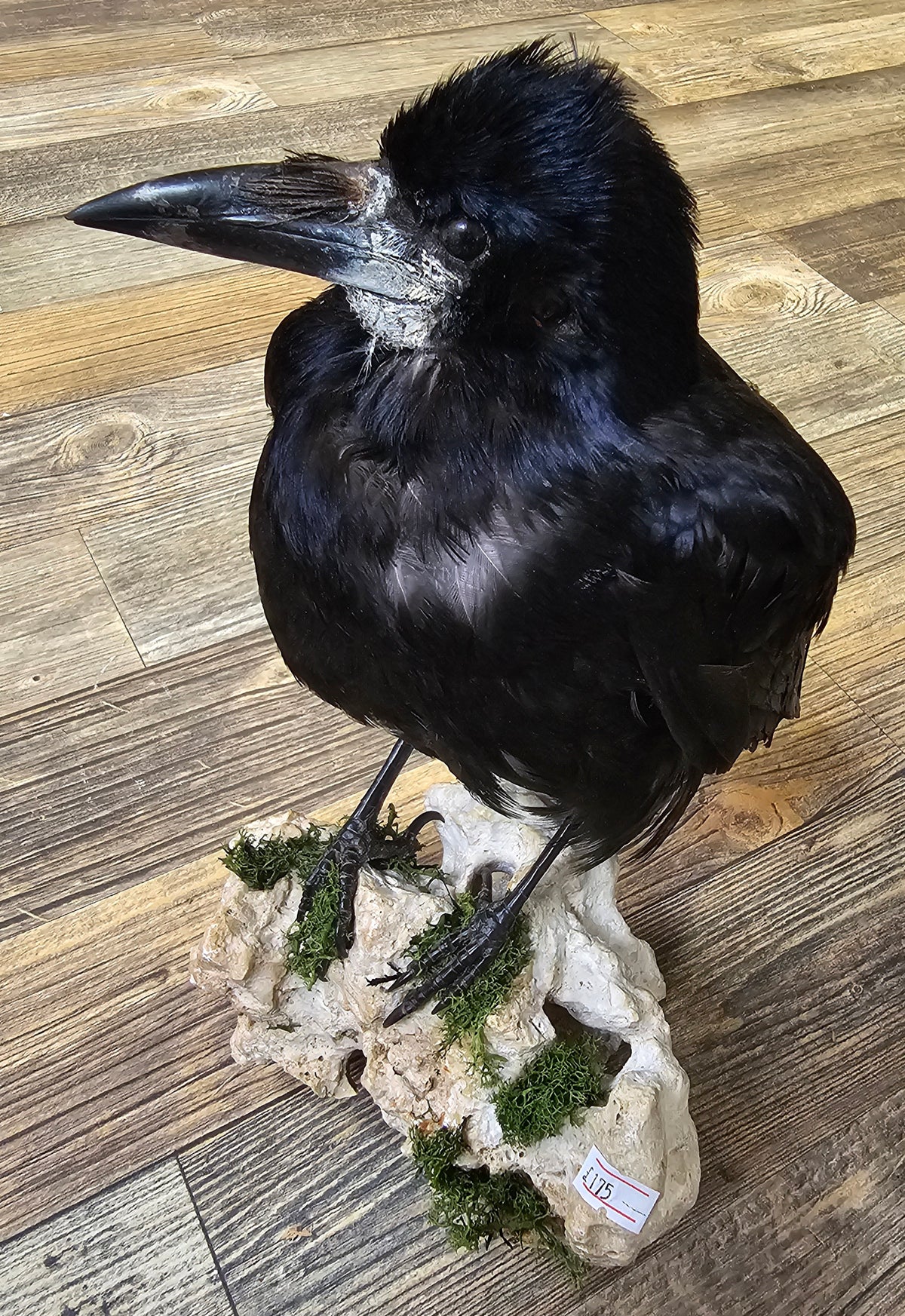 Beautiful Rook mounted on stone