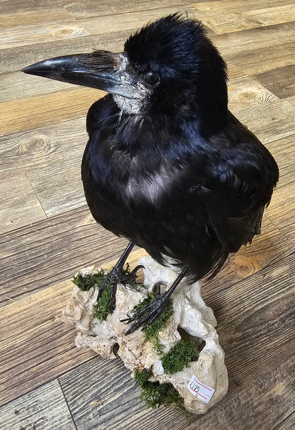 Beautiful Rook mounted on stone