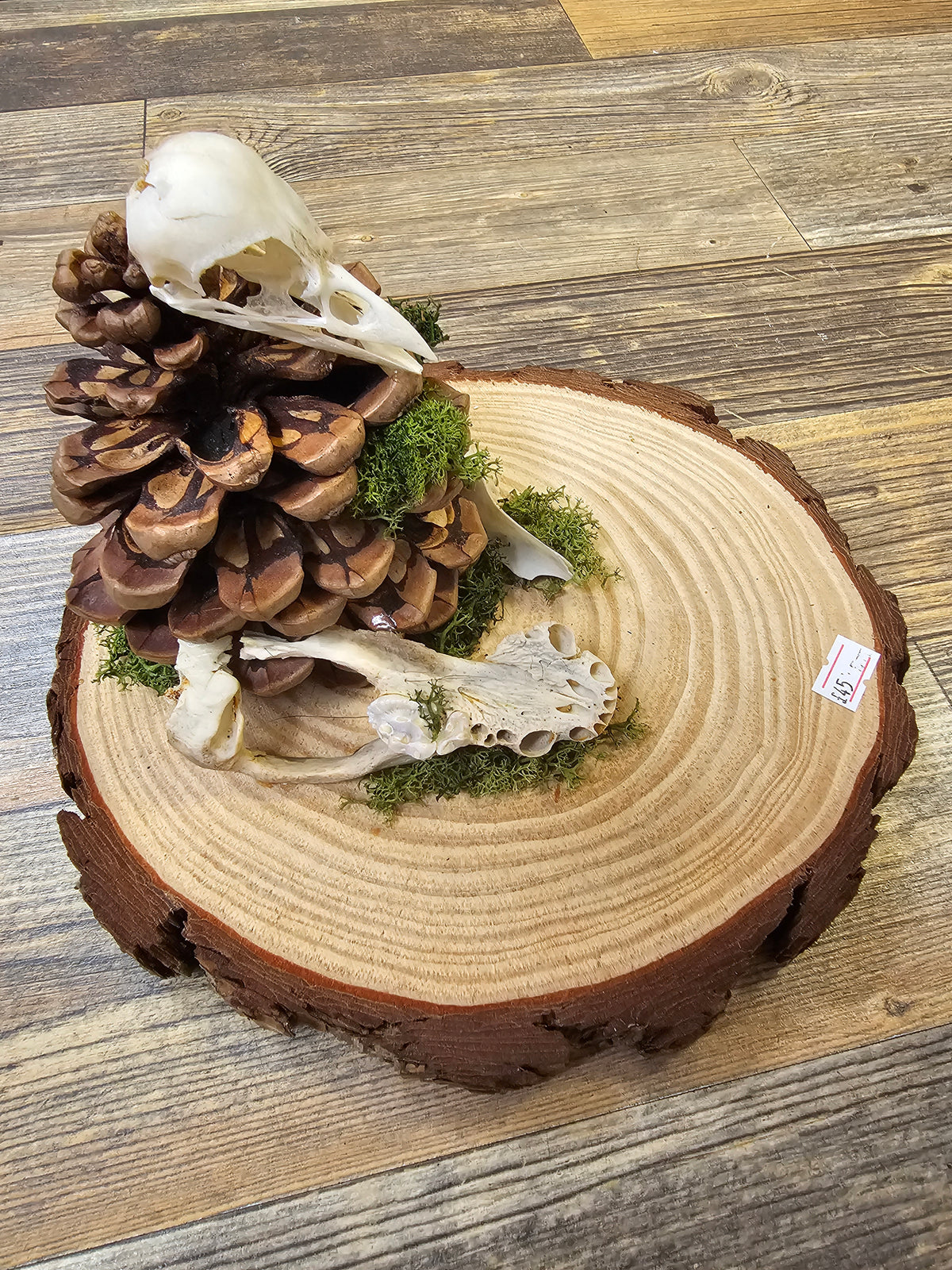 Beautiful wooden plate with Pinecone, Bird Skull & Jawbones