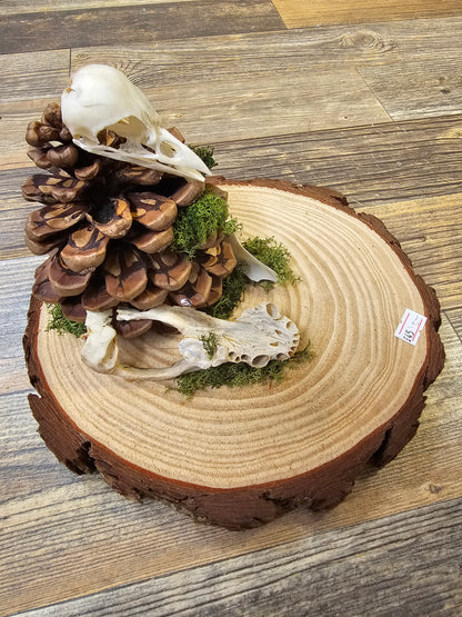 Beautiful wooden plate with Pinecone, Bird Skull & Jawbones