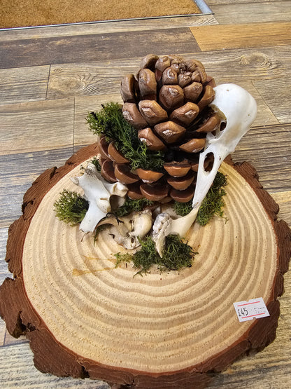 Beautiful wooden plate with Pinecone, Bird Skull & Vertebrae
