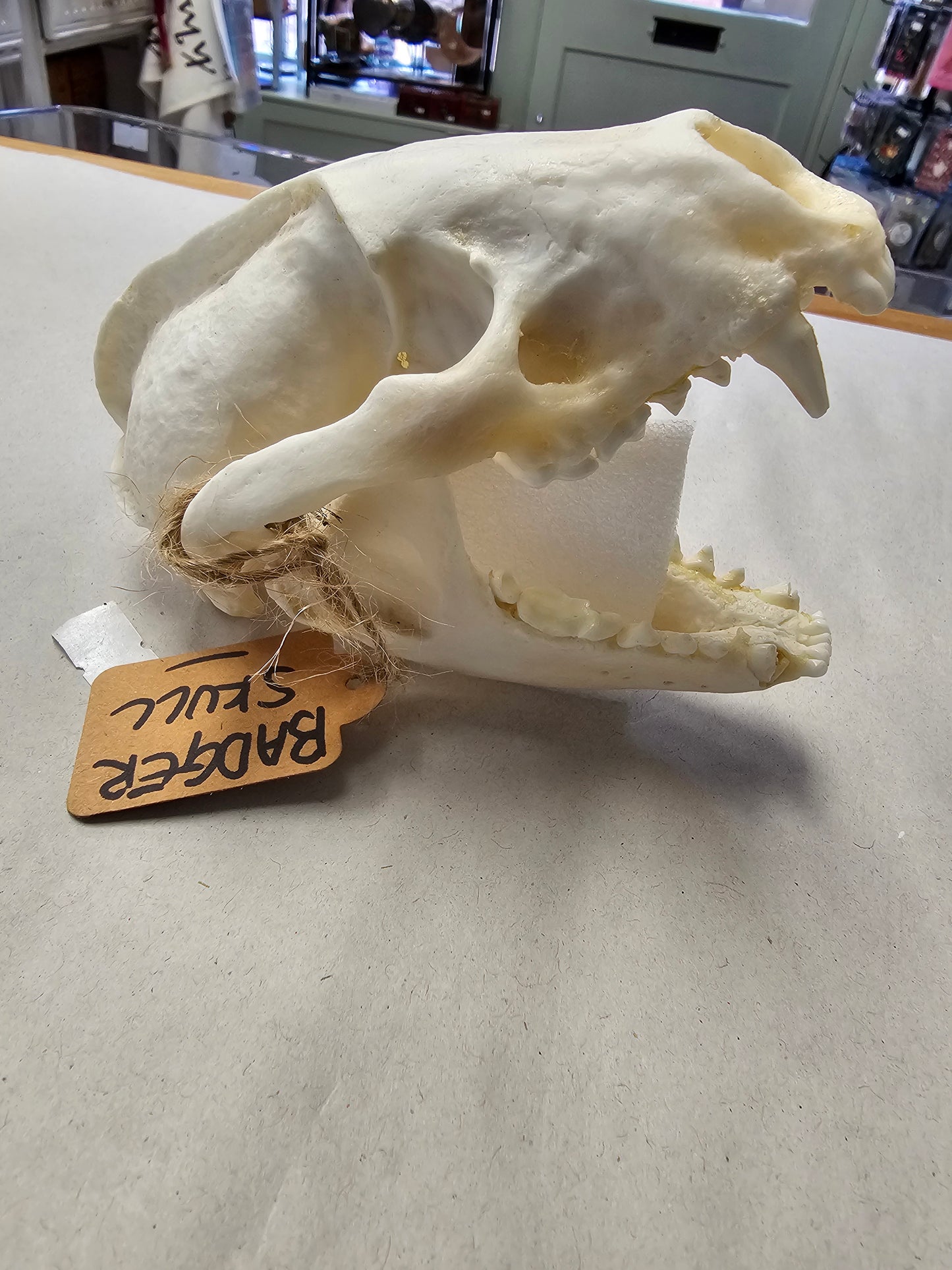 Badger Skull with Full Jawbone