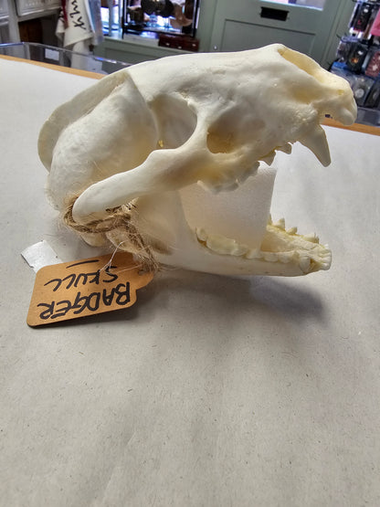 Badger Skull with Full Jawbone