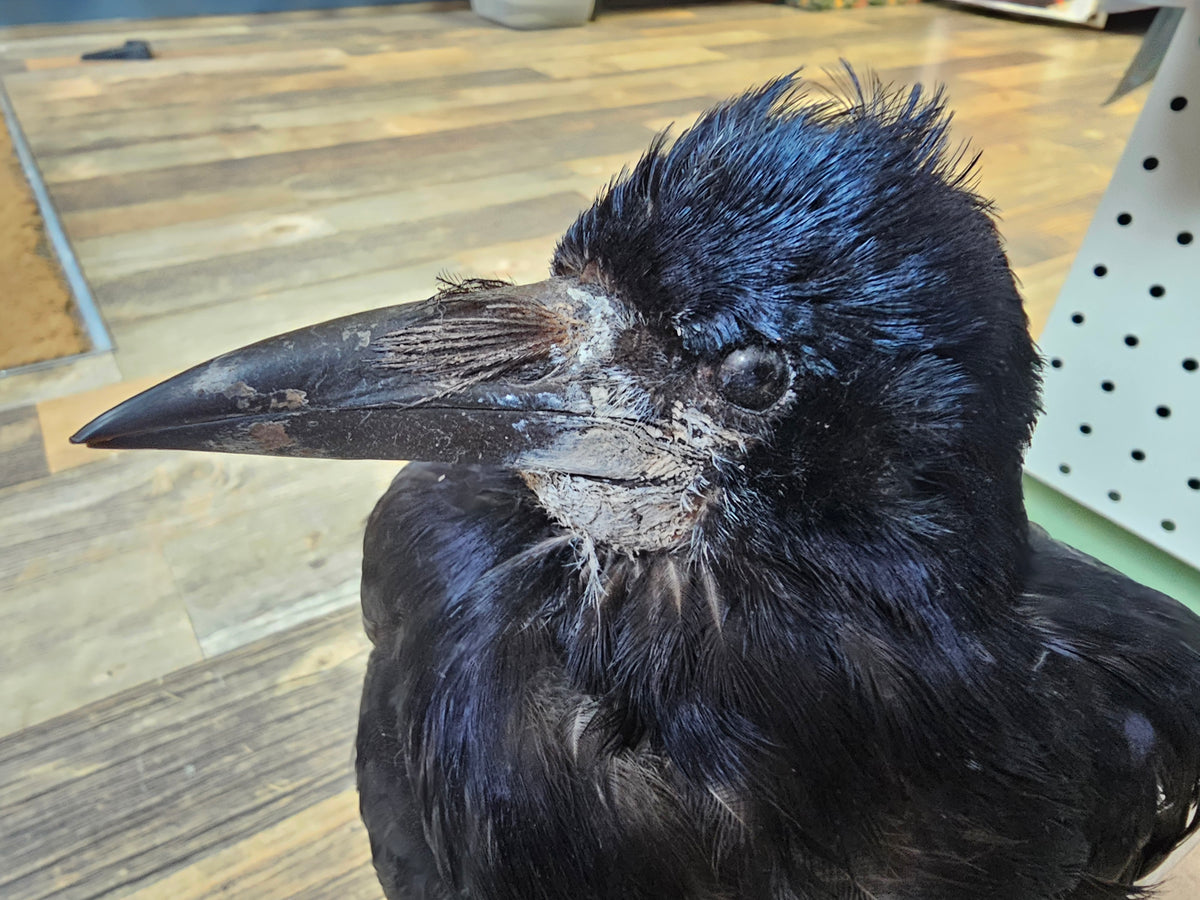 Beautiful Rook mounted on stone