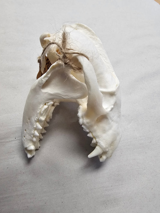 Badger Skull with Full Jawbone