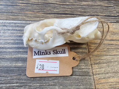Minks Skull with Full Jawbone