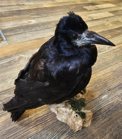 Beautiful Rook mounted on stone