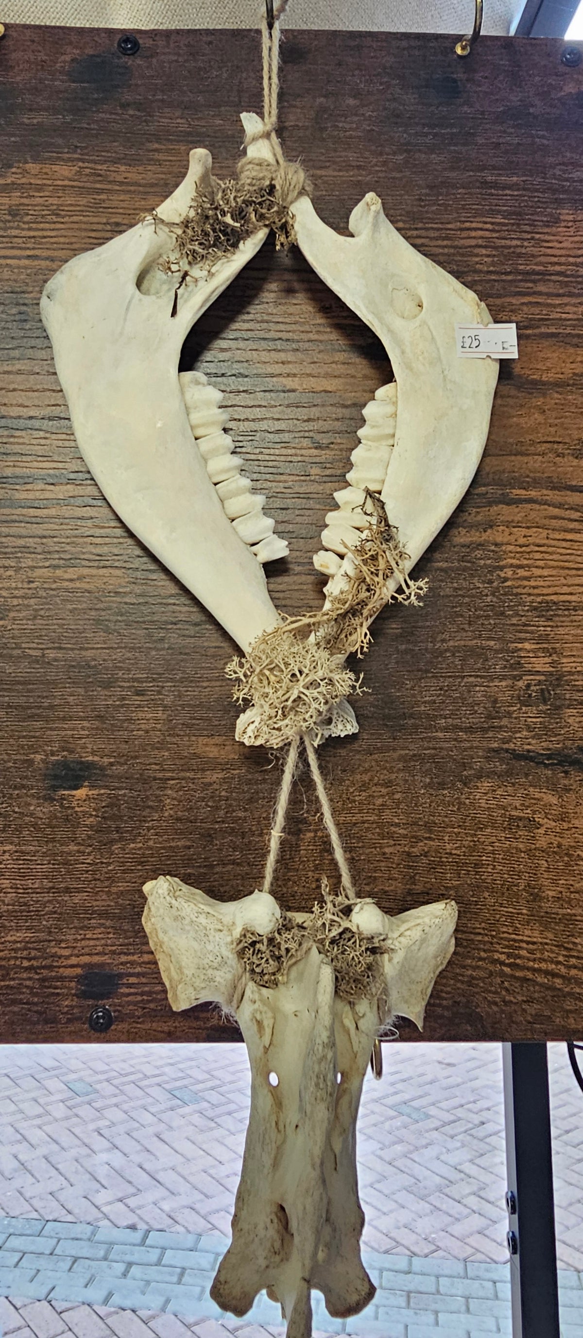 Bone Wind Chime made with Deer Jawbone & Pelvis