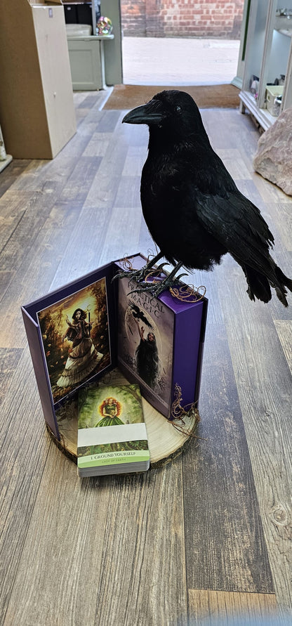Crow taxidermy on a oracle deck.