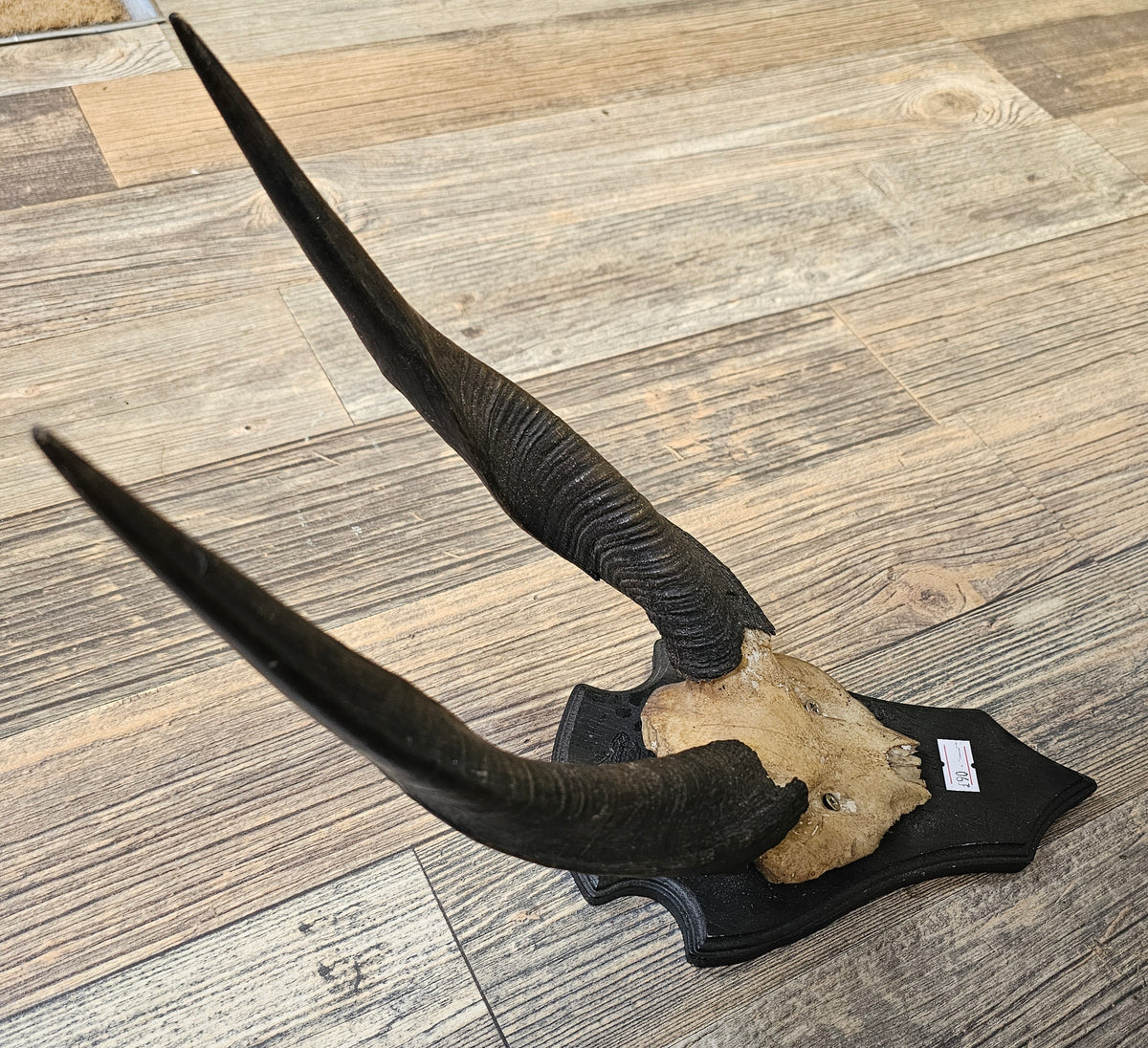 Deer Horns on wall mount