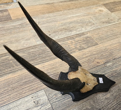 Deer Horns on wall mount