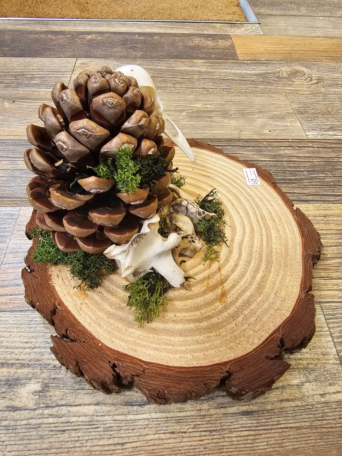 Beautiful wooden plate with Pinecone, Bird Skull & Vertebrae