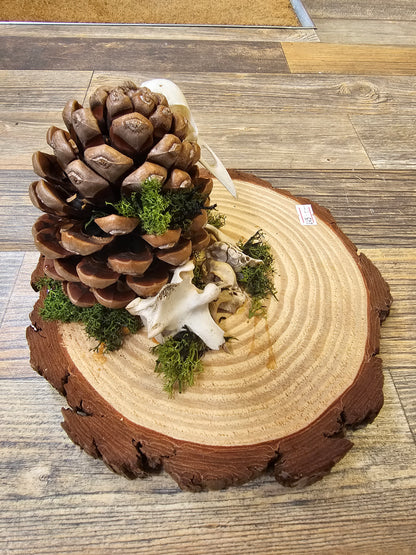 Beautiful wooden plate with Pinecone, Bird Skull & Vertebrae