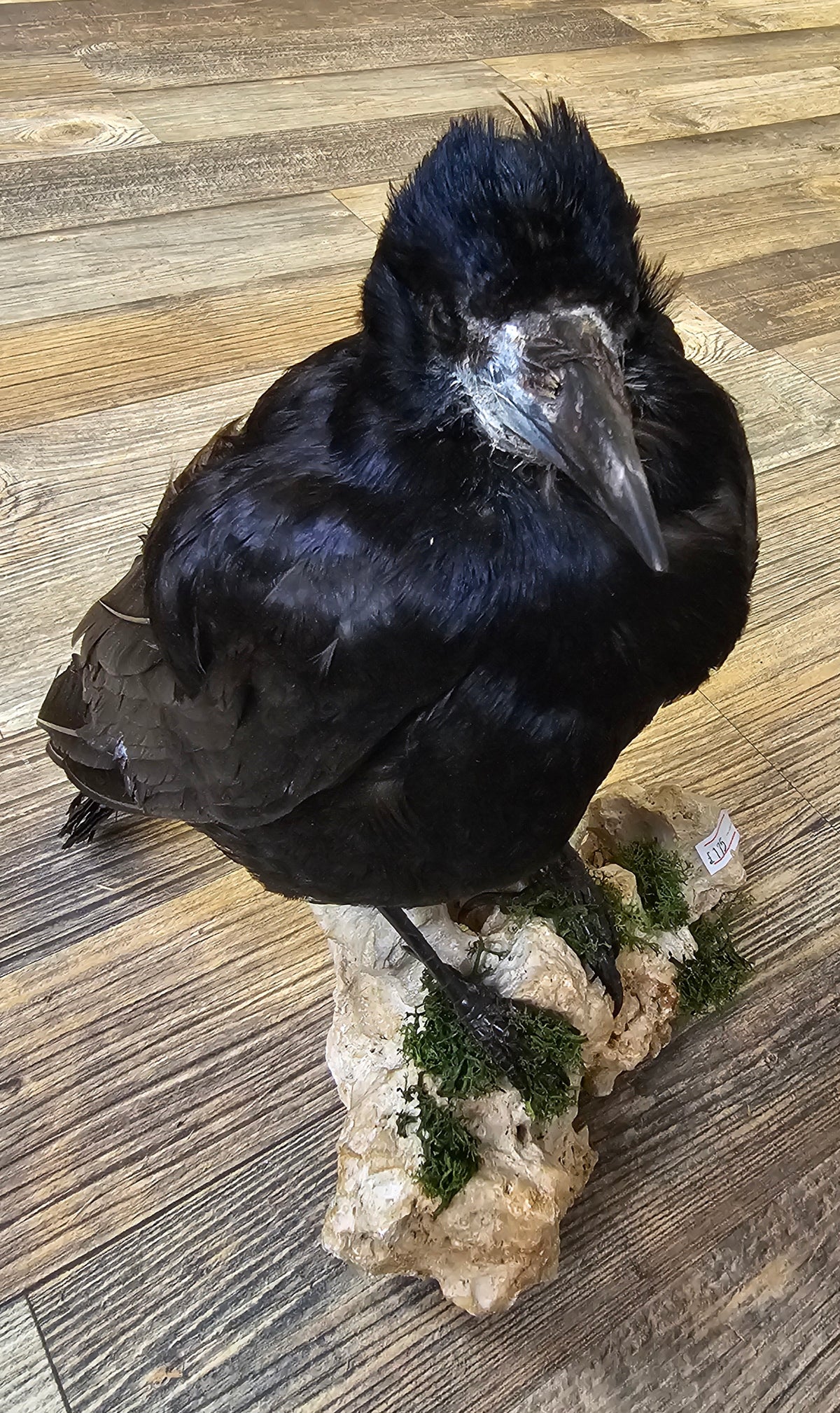 Beautiful Rook mounted on stone