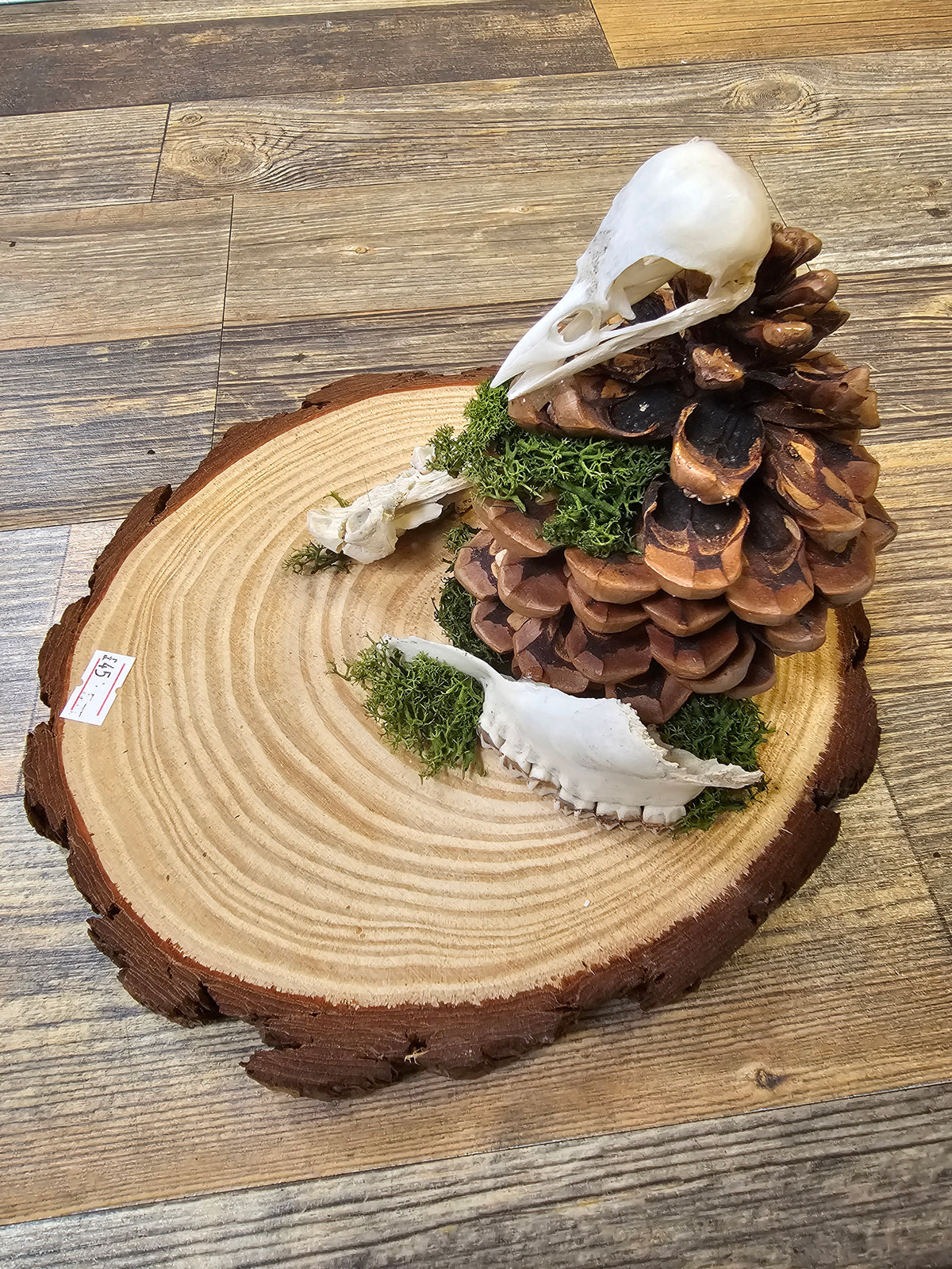 Beautiful wooden plate with Pinecone, Bird Skull & Jawbones
